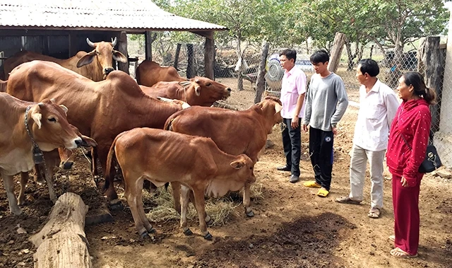 Nhiều hộ nghèo ở xã biên giới Ia Rvê, huyện Ea Súp vay vốn ưu đãi từ chi nhánh Ngân hàng Chính sách xã hội huyện để đầu tư chăn nuôi bò cho nên đã thoát nghèo bền vững.