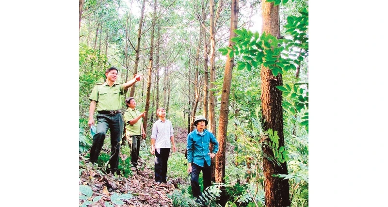 Lực lượng kiểm lâm kiểm tra mô hình trồng rừng gỗ lớn tại xã Phong Minh, huyện Lục Ngạn (Bắc Giang).