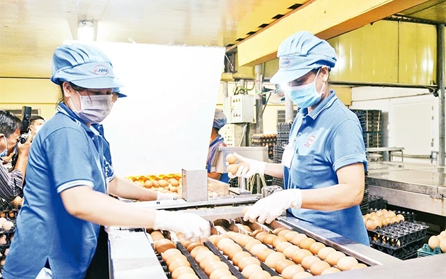Công ty Vĩnh Thành Ðạt (quận 12) sẽ cung cấp hàng triệu quả trứng gia cầm mỗi ngày cho thị trường Tết Canh Tý.