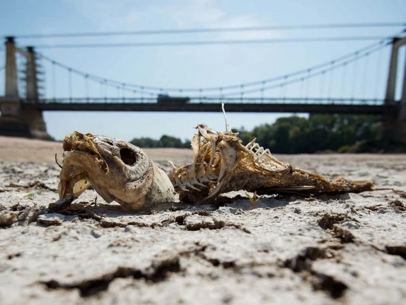 Cá chết trơ xương trên lòng sông Loire khô cạn do hạn hán giữa đợt nắng nóng châu Âu kỷ lục vào tháng 7 vừa qua. Ảnh: Getty.
