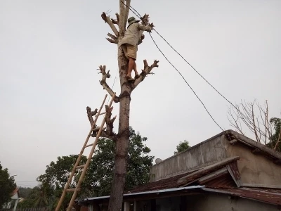 Người dân xã Xuân Quang 3, huyện Đồng Xuân, Phú Yên phát dọn cây xanh, buộc lại dây điện băng qua đường tránh bão đổ sập nguy hiểm. Ảnh; TRÌNH KẾ