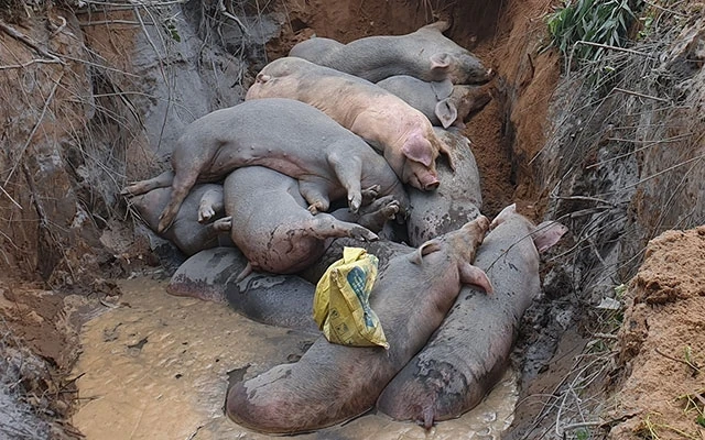 Số lợn gần hai tấn nhập lậu bị tiêu hủy.