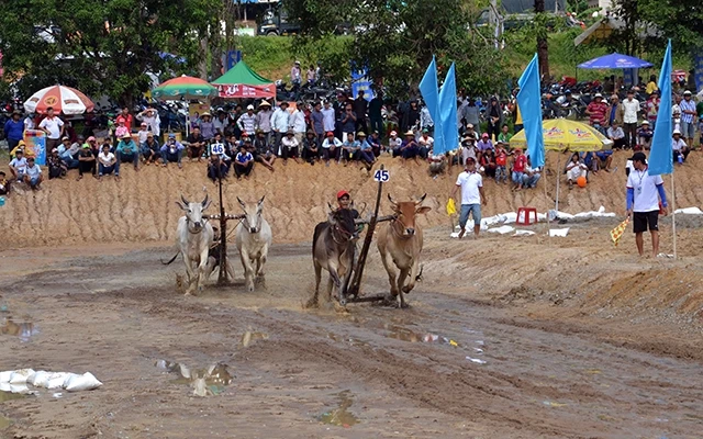 Lễ hội đua bò ở Tri Tôn (An Giang), một điểm du lịch hấp dẫn trong tuyến Sắc màu vùng biên.