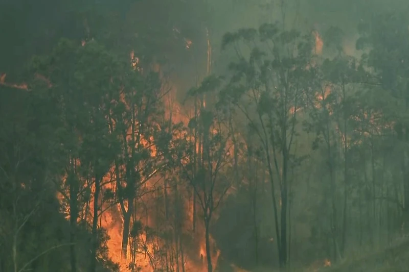 Các đám cháy rừng dữ dội vượt tầm kiểm soát ở NSW (Ảnh: AP)