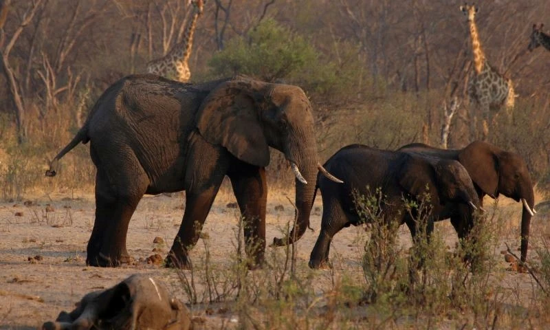 Voi và hươu cao cổ đi bộ gần xác một con voi trong công viên quốc gia Hwange của Zimbabwe. Ảnh: Reuters.