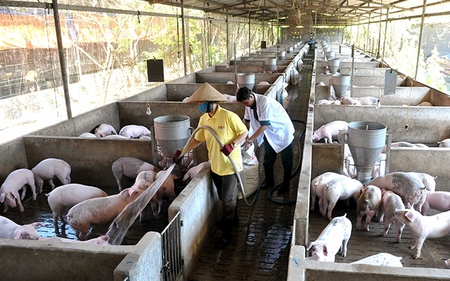Người dân xã Bảo Quang, TP Long Khánh (Ðồng Nai) phát triển đàn lợn nuôi theo tiêu chuẩn VietGAP. Ảnh: NGUYỄN ÐĂNG