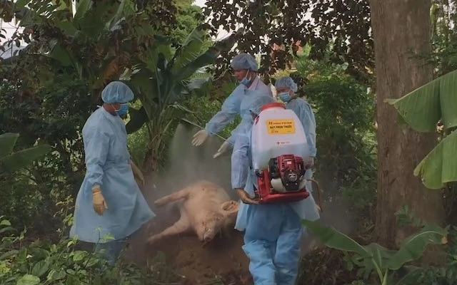 Lực lượng chức năng ở Quảng Ngãi tổ chức tiêu hủy lợn bệnh.
