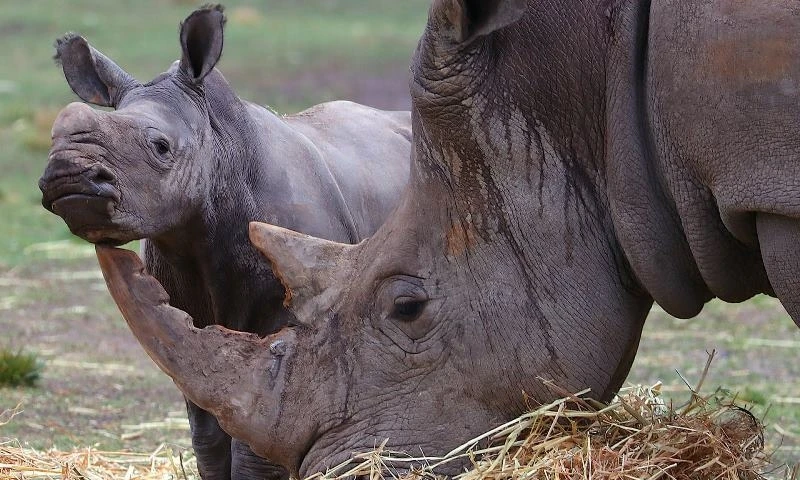 Loài tê giác đang đối mặt nguy cơ tuyệt chủng vì bị săn trộm lấy sừng. Ảnh: Getty