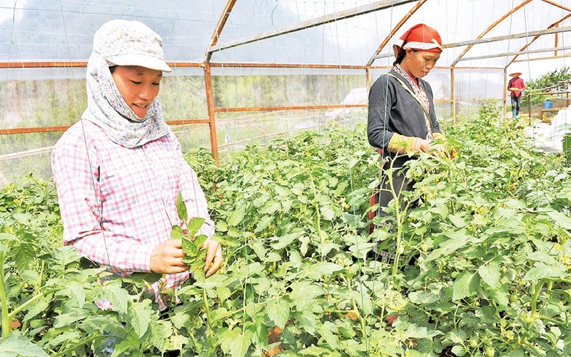 Mô hình trồng cà chua trong nhà lưới của thanh niên huyện Sa Pa (Lào Cai) cho năng suất cao. Ảnh: ÐĂNG KHOA