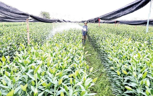 Vùng sản xuất hoa của xã Tam Thuấn, huyện Phúc Thọ được quy hoạch sản xuất nông nghiệp theo tiêu chí nông thôn mới. Ảnh: VŨ SINH