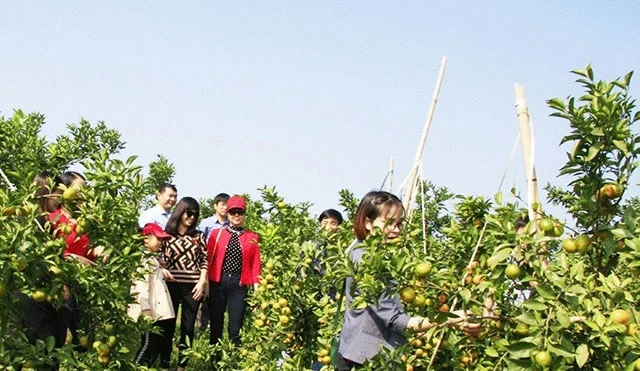 Du khách trải nghiệm tại vườn cây ăn quả ở Lục Ngạn.