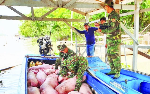 Số lợn bị Bộ đội Biên phòng An Giang bắt giữ giao ngành chức năng tiêu hủy trong tháng 11.