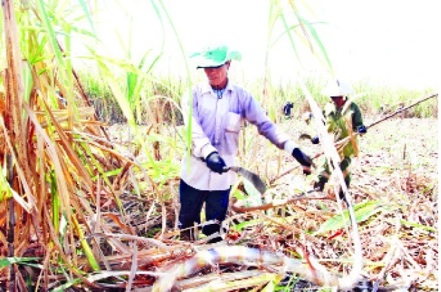 Cây mía trồng trên những vùng đất khô hạn tỉnh Ninh Thuận đem lại thu nhập ổn định cho nông dân.