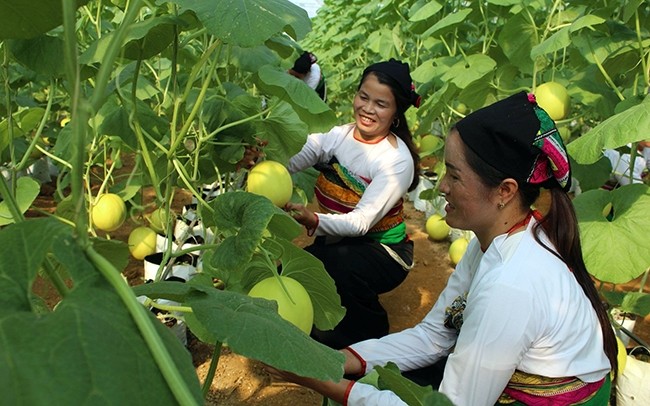 Kết quả mô hình ứng dụng công nghệ tưới thông minh vào trồng dưa vân lưới Kim  Hoàng hậu hướng hữu cơ trong nhà màng  Báo Thái Bình điện tử