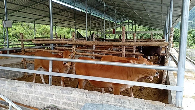 Dự án mới chỉ đưa 30 con bò giống về nuôi tại trại ngay sau khu nhà điều hành.