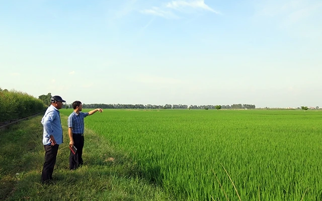 Nhờ mở rộng, tập trung diện tích đất canh tác, người nông dân thu được lợi nhuận cao từ trồng lúa. Trong ảnh: Anh Trần Xuân Ái (bên trái) bên cánh đồng sản xuất lúa quy mô lớn của mình ở xã Ngũ Hùng (
