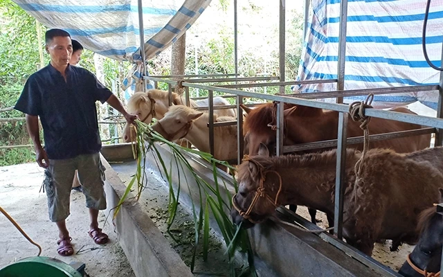 Ðược sự hỗ trợ của Hội Nông dân, người dân thôn Nà Coóc, xã Bộc Bố, huyện Pác Nặm thực hiện mô hình chăn nuôi đại gia súc cho thu nhập cao.