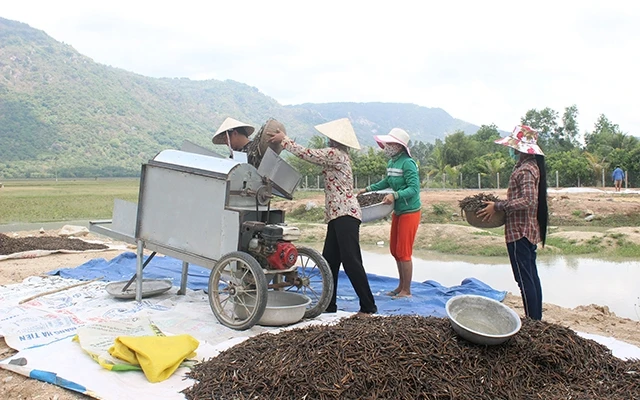 Người dân Khmer vùng Bảy Núi sử dụng máy tách vỏ đậu xanh.