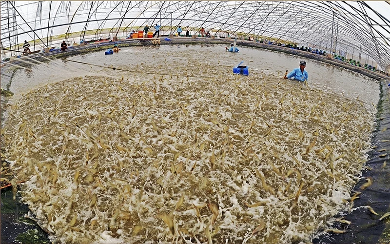 Ứng dụng công nghệ nuôi tôm trong nhà kính tại tỉnh Bạc Liêu.