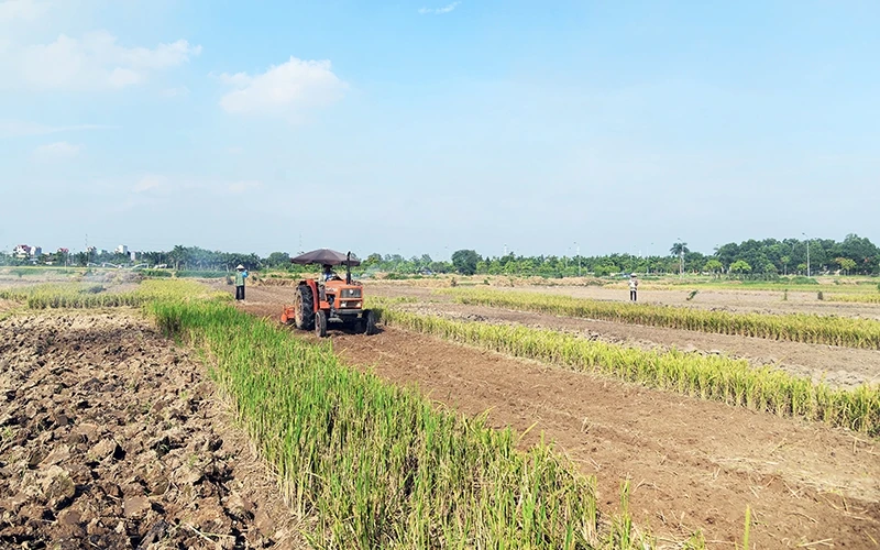 Người dân huyện Ðông Anh (TP Hà Nội) nỗ lực duy trì sản xuất nông nghiệp trong điều kiện khó khăn. Ảnh: MỸ HÀ