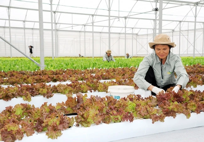 Sản xuất nông nghiệp ứng dụng công nghệ cao tại Nông trường VinEco Hà Nam (huyện Lý Nhân, Hà Nam). Ảnh: HÀ CẦU