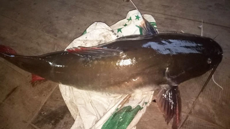 Cá Dar, một trong những loài cá quý hiếm trên dòng Sê Pôn, từng được xem là vật linh thiêng, nhưng nay đã dần bị đánh bắt.