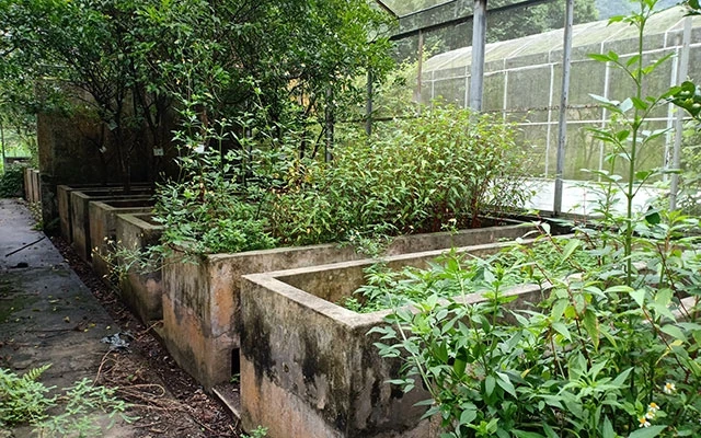 Các bể ươm cây đầu dòng bỏ không tại Trại giống Cao Kỳ (Chợ Mới).