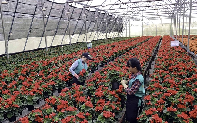 Tỉnh Lâm Đồng thu hút nhiều doanh nghiệp đầu tư vào lĩnh vực nông nghiệp công nghệ cao. Trong ảnh: Sản xuất hoa công nghệ cao tại Công ty Dalat Hasfarm, TP Đà Lạt. Ảnh: MAI VĂN BẢO
