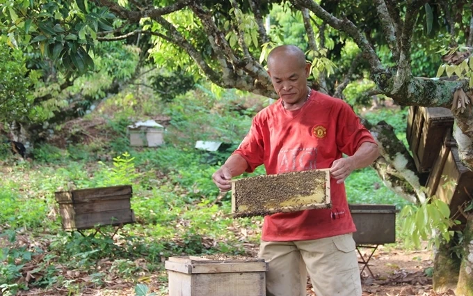 Ông Chu Xuân Tuyên chăm sóc đàn ong mật của gia đình.