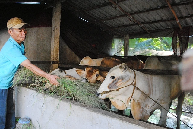 CCB Lê Văn Tú, ngụ ấp Phú Hòa 1, xã Bình Hòa, huyện Châu Thành (An Giang) thoát nghèo nhờ nuôi bò.