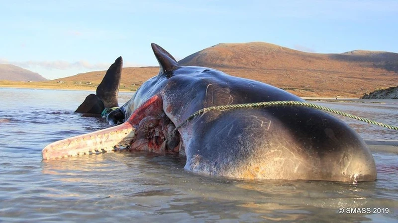 Con cá voi nhà táng chết nằm trên một bãi biển ở Scotland.