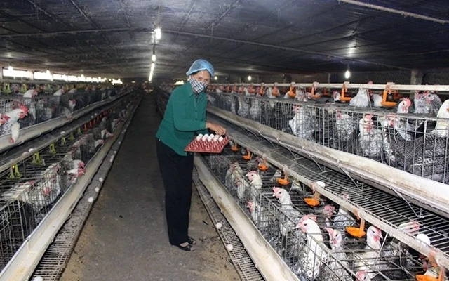 Nông dân xã Ðồng Tâm (huyện Lạc Thủy, Hòa Bình) chăm sóc gà giống HA. Ảnh: BÍCH HÒA