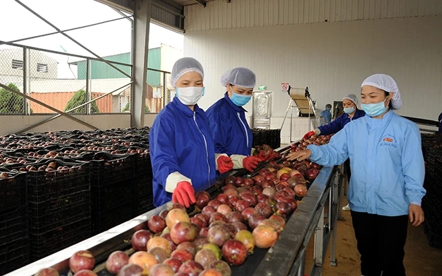 Dây chuyền phân loại hoa quả của Công ty cổ phần Thực phẩm xuất khẩu Ðồng Giao (tỉnh Ninh Bình). Ảnh: UÔNG SƠN