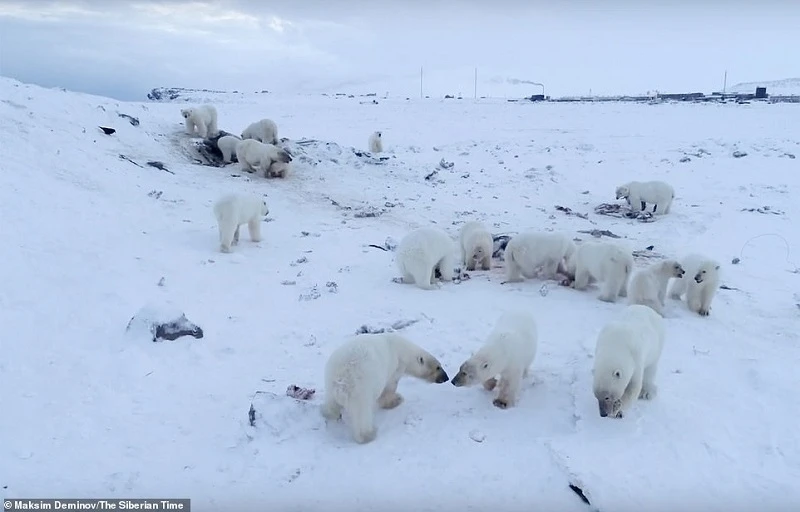 56 con gấu Bắc Cực trơ trọi bên cạnh một ngôi làng vì băng tan.