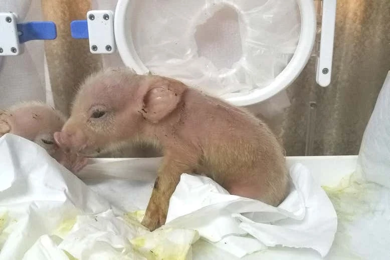 Lợn con này có tế bào từ khỉ nhưng đã chết sau một tuần sinh ra.