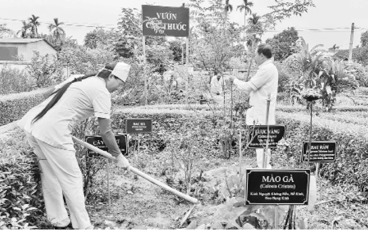 Vườn cây thuốc nam tại Trạm y tế Sơn Diệm (Hương Sơn) trồng nhiều cây thuốc quý phục vụ điều trị bệnh cho người dân.