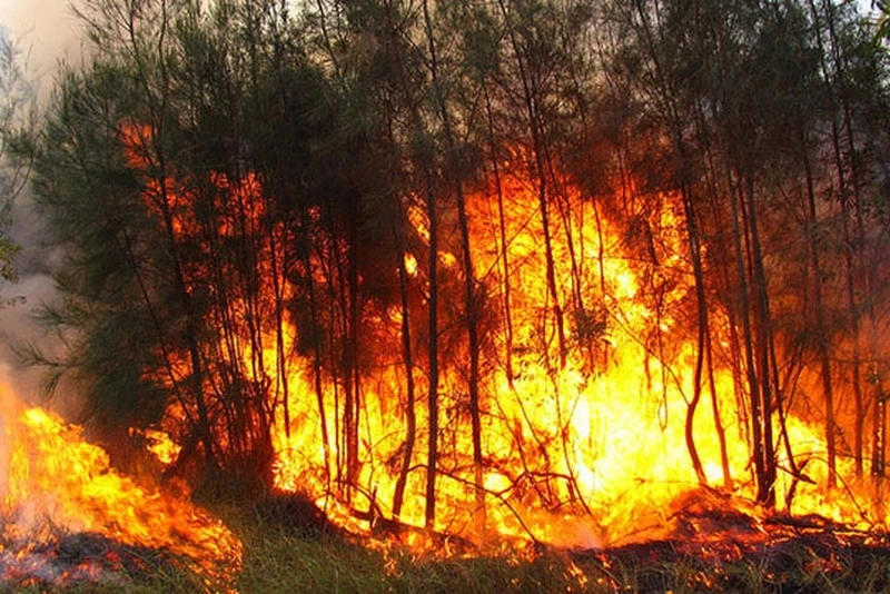 Miền bắc khô hanh, nguy cơ xảy ra cháy rừng cấp 5