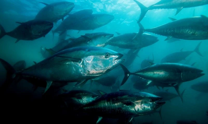 Tất cả các loài cá đều cần oxy hòa tan, nhưng những loài cá lớn nhất như cá ngừ trong ảnh đặc biệt dễ bị tổn thương vì chúng cần nhiều oxy hơn nữa để sống sót.