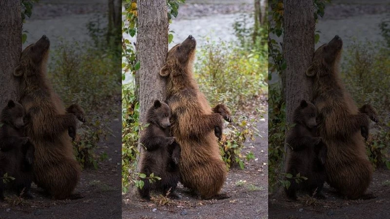 Gấu mẹ dạy con cà lưng trên một cái cây gần sông Taku ở Bắc British Columbia, Canada. Ảnh: SWNS.