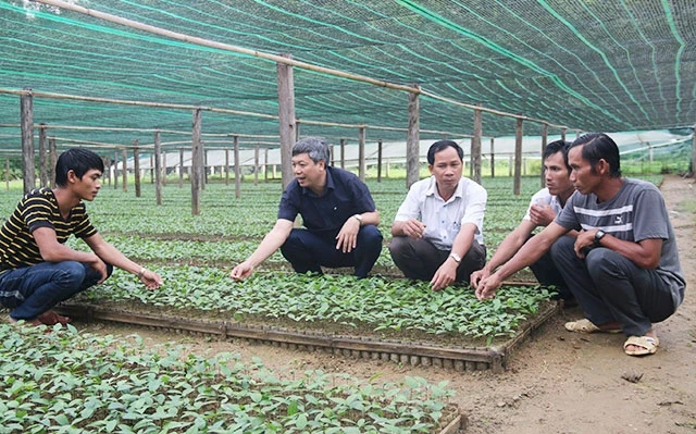 Kiểm tra kỹ thuật ươm cây giống dược liệu tại xã Trà Nam, huyện Nam Trà My (Quảng Nam).