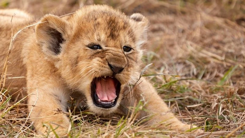 Một chú sư tử nhỏ chỉ vài tuần tuổi đã cất tiếng gầm lớn đầu tiên ở Công viên quốc gia Serengeti, Tanzania. Ảnh: SWNS.
