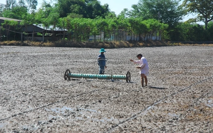 Ngành nông nghiệp Tiền Giang khuyến cáo người dân không xuống giống sau ngày 15-12-2019.