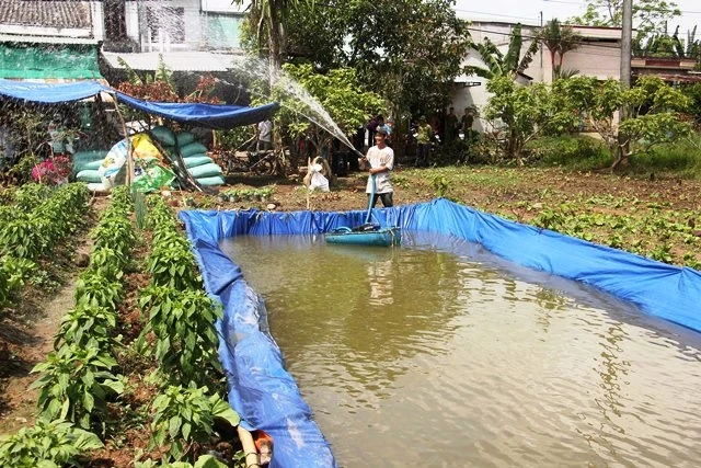 Người dân trữ nước ngọt trong ao vườn, phục vụ công tác tưới tiêu thích ứng với hạn mặn.