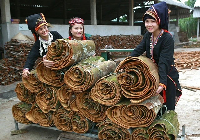 Người dân xã Đại Sơn, huyện Văn Yên thu hoạch vỏ quế.