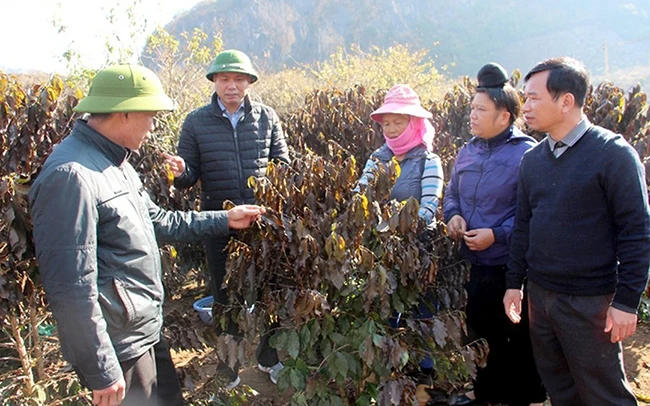 Cán bộ ngành nông nghiệp tỉnh Sơn La đánh giá mức độ thiệt hại do sương muối trên vườn cà-phê tại xã Chiềng Cọ, TP Sơn La. Ảnh: ĐẮC THANH