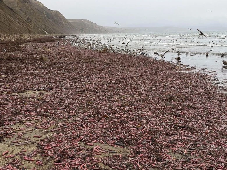 Hàng nghìn con giun thìa bị bão tàn phá hang phát lộ trên bãi biển ở Mỹ.
