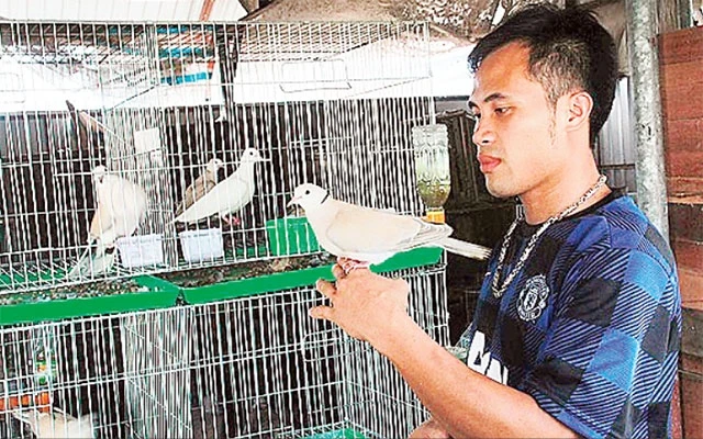 Nghề nuôi chim bồ câu mang lại nguồn thu nhập ổn định cho anh Nguyễn Văn Phúc.