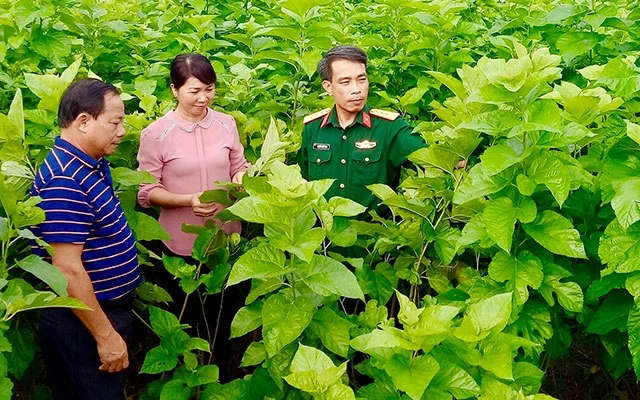 Cán bộ và nhân dân xã Việt Thanh, huyện Trấn Yên kiểm tra mô hình sản xuất dâu.