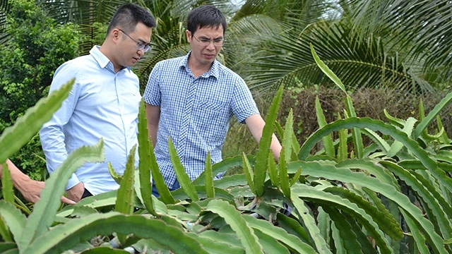 Mô hình trồng thanh long trên giàn tại xã nông thôn mới Mỹ Tịnh An, huyện Chợ Gạo.