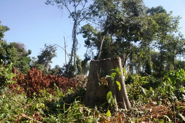 Nhiều cây rừng tự nhiên hàng chục năm đã bị chặt hạ.